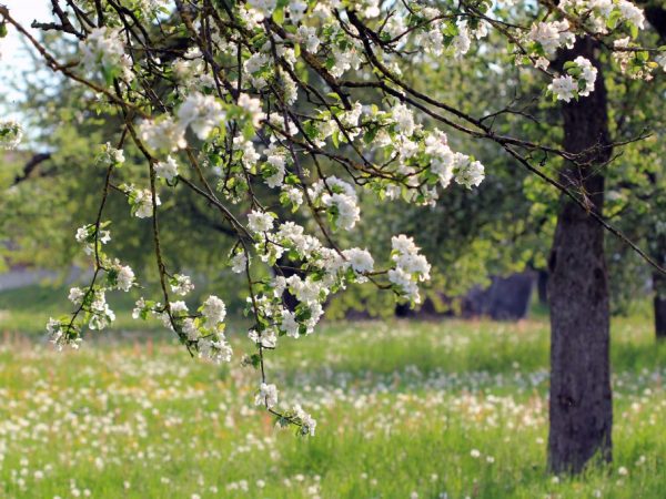 Vlastnosti pestovania štandardného jablone