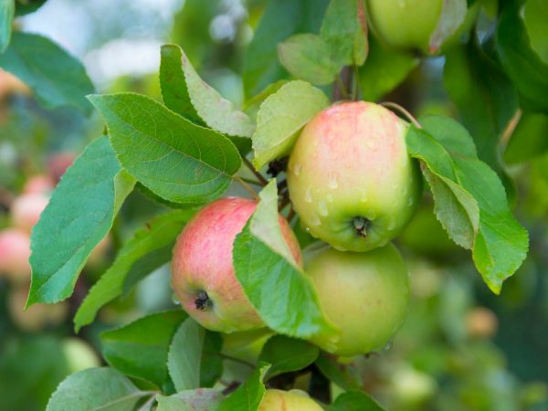 Mga tampok ng iba't ibang apple-tree Carpet