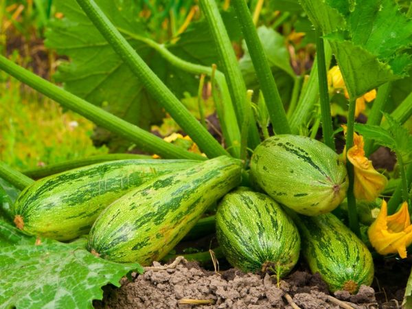 Repasuhin ang pinakamahusay na mga pagkakaiba-iba ng zucchini para sa bukas na lupa