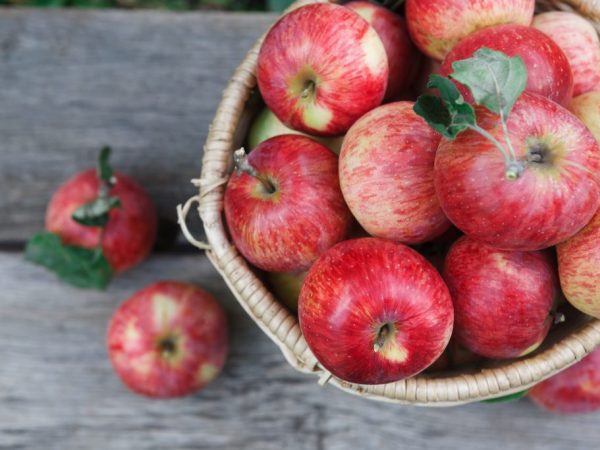 Fraîcheur de croissance des pommes