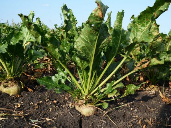 Mga panuntunan sa pag-aani ng Sugar beet 2019