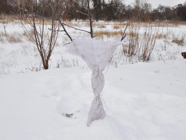 Les pommiers doivent être isolés pour l'hiver.