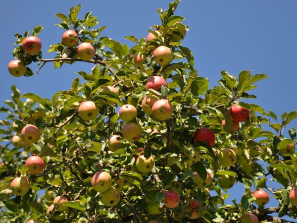 Après la récolte, l'arbre commence à se préparer pour l'hivernage.