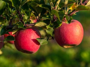 Caractéristiques variétales du pommier Venyaminovskoe