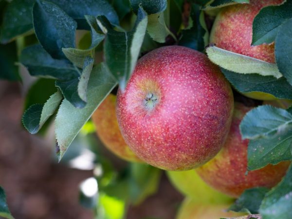 La variété vous ravira avec une fructification régulière.