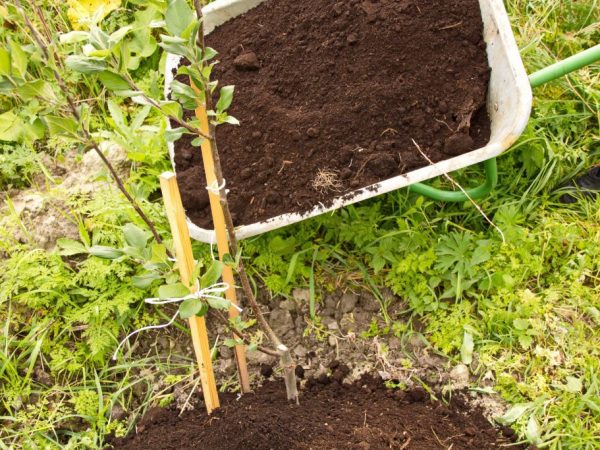 Le sol doit être fertilisé