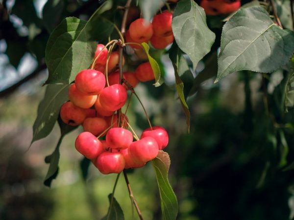 Ginagamit na gamot ang mga prutas