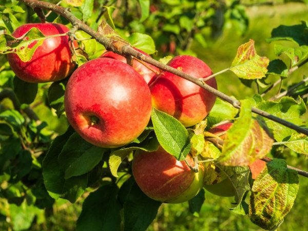 Le fruit a bon goût.