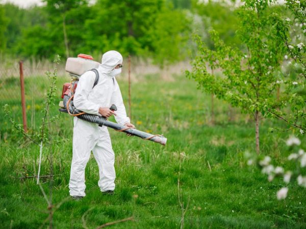 Le traitement protégera l'arbre des ravageurs