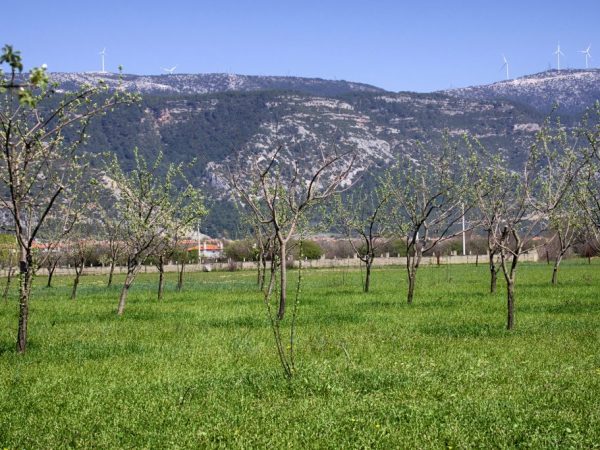 Pour les pommiers, la présence de soleil est importante