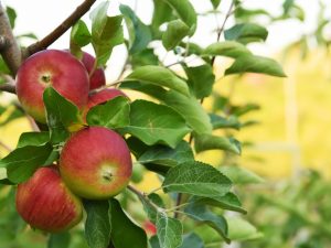 Pinagmahal ang iba't-ibang Apple