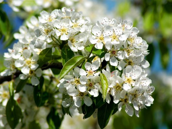 Paglalarawan ng Bellefleur-Chinese apple tree