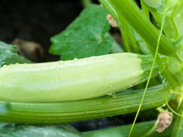 Mga sukat at katangian ng zucchini