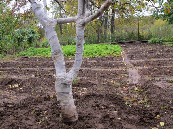 Fertiliser avec de l'azote avec du phosphore