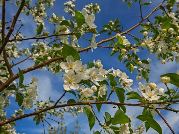 Comment faire une fleur de pommier