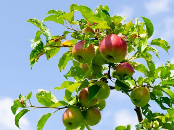 Règles de plantation de pommiers en Sibérie