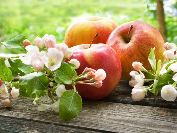 Les jeunes plants s'enracinent mieux au printemps ou en automne.