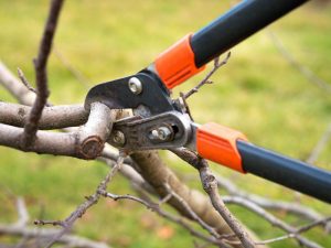 Az almafák ősszel történő metszésének szabályai