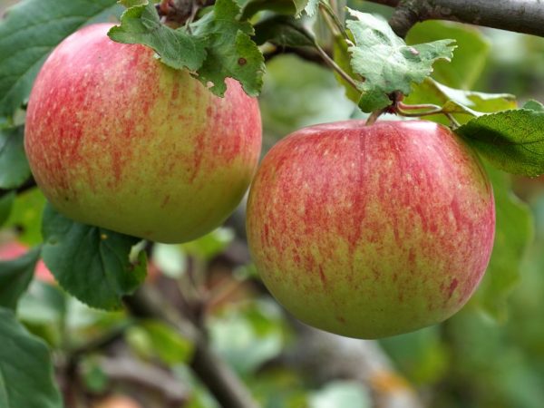 Pommes juteuses et tendres