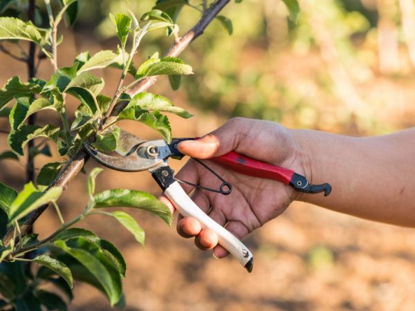 Ang pruner ay napaka-madaling gamiting para sa pruning mga puno ng mansanas