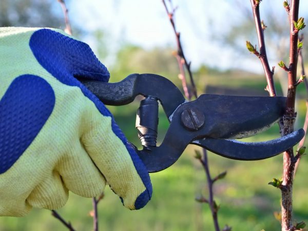 Mga panuntunan para sa pruning mga puno ng mansanas sa tag-araw