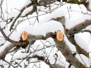 Az almafák télen történő metszésének szabályai