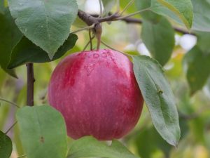 Lumalagong Apple Florin