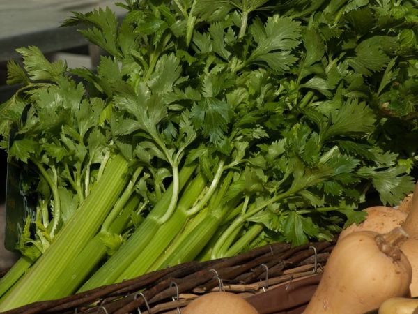 Tiyaking sundin ang mga patakaran para sa pagtutubig ng celery