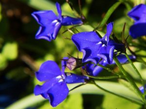 Règles de semis pour les semis de lobelia en 2019