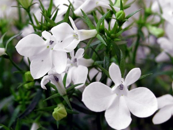 Très belles fleurs