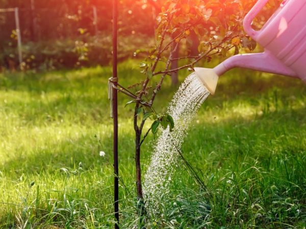 Règles d'alimentation du printemps pour les pommiers