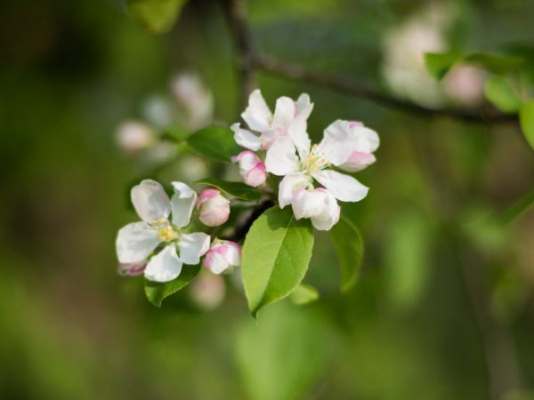 Vous devez planter à la bonne profondeur