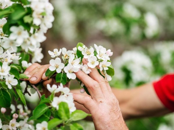 Vous devez vous nourrir en fonction de l'âge de l'arbre