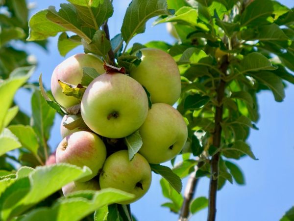 Iba't ibang Apple kagalakan ng Taglagas