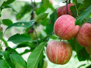 Fuji japanese apples