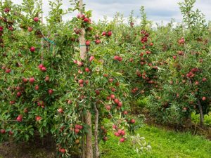 Mga tampok ng lumalaking Spartan apple tree