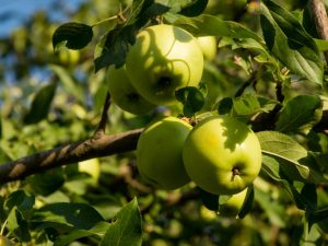 Az almafa öntözésének jellemzői az év különböző szakaszaiban