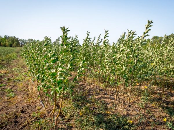 Planter les semis uniquement dans un sol chaud