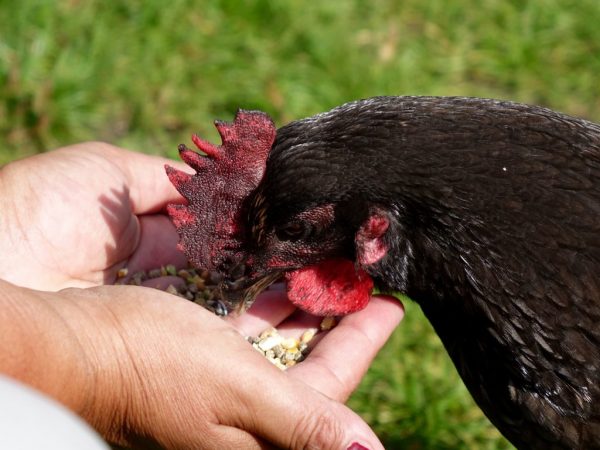 Ang manok ay hindi naiiba sa pagganap mula sa iba pang mga lahi