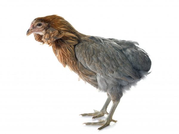 Mga manok ng lahi ng Araucana