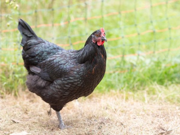 Manok Australorp