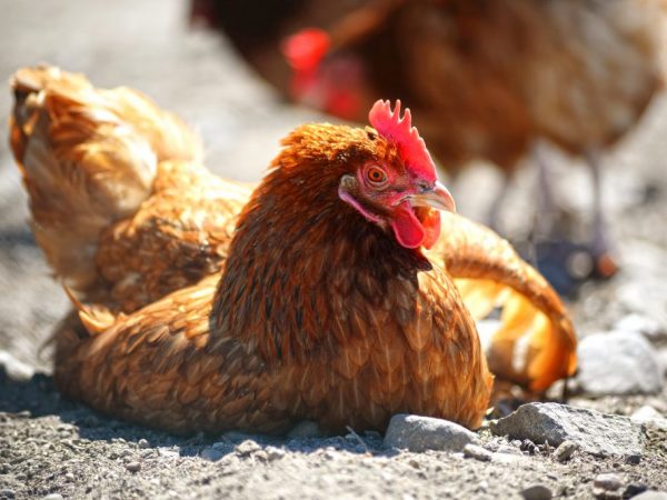 Ang mga manok ay nahawahan mula sa bawat isa sa pamamagitan ng mga droplet na nasa hangin