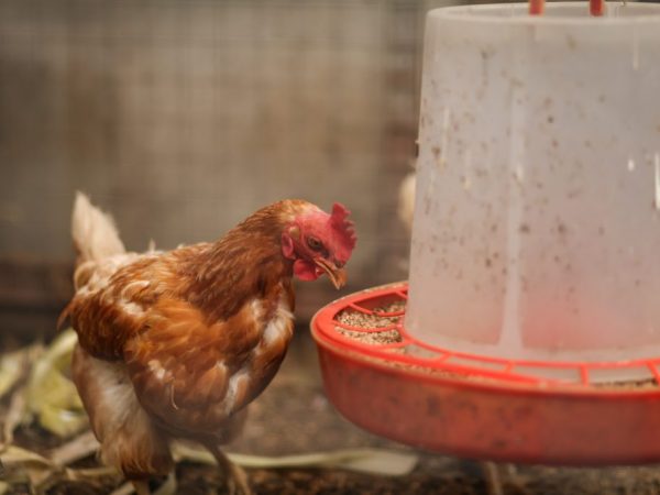 Bunker feeder para sa mga manok