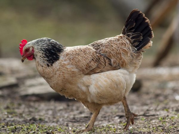 Mga manok ng lahi ng Tsarskoye Selo