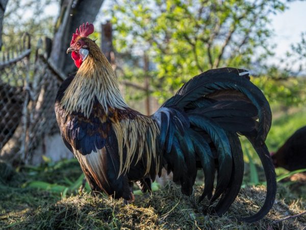 Mga manok ng lahi ng Phoenix