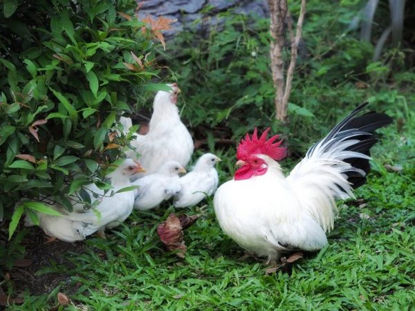 Ang mga manok ay walang napakataas na produksyon ng itlog