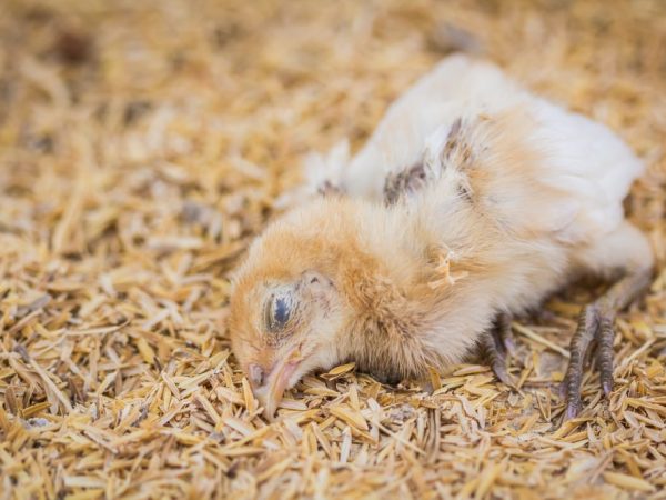 Paggamot ng coccidiosis sa mga manok