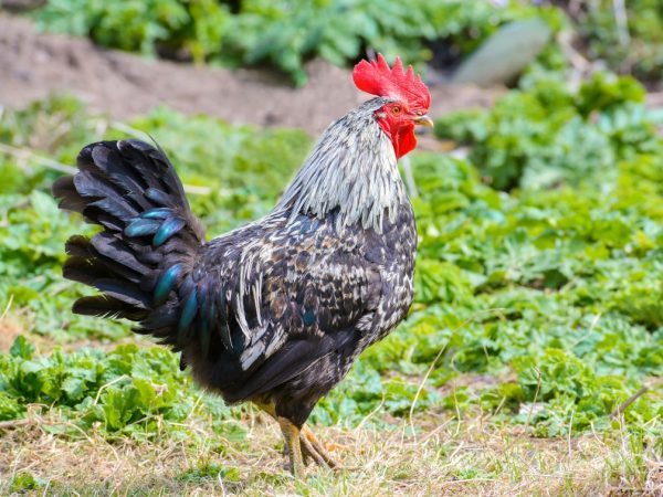 Paglalarawan ng lahi ng Kotlyarevskaya ng mga manok