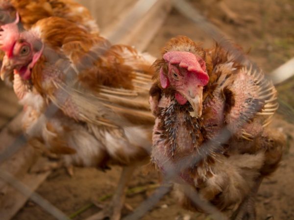 Mga sintomas ng mycoplasmosis sa manok at paggamot