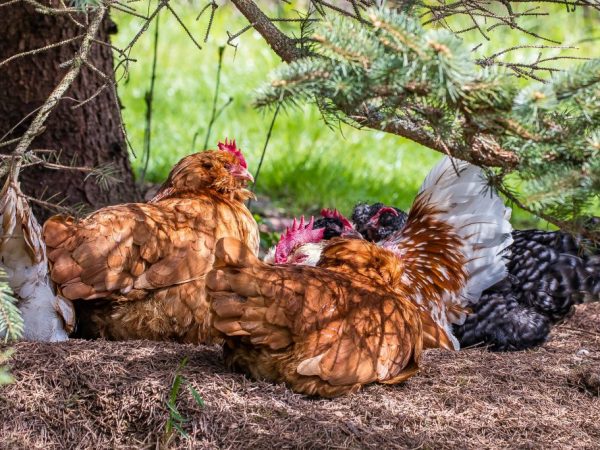 Napaka-toleranteng manok